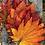 autumnseason